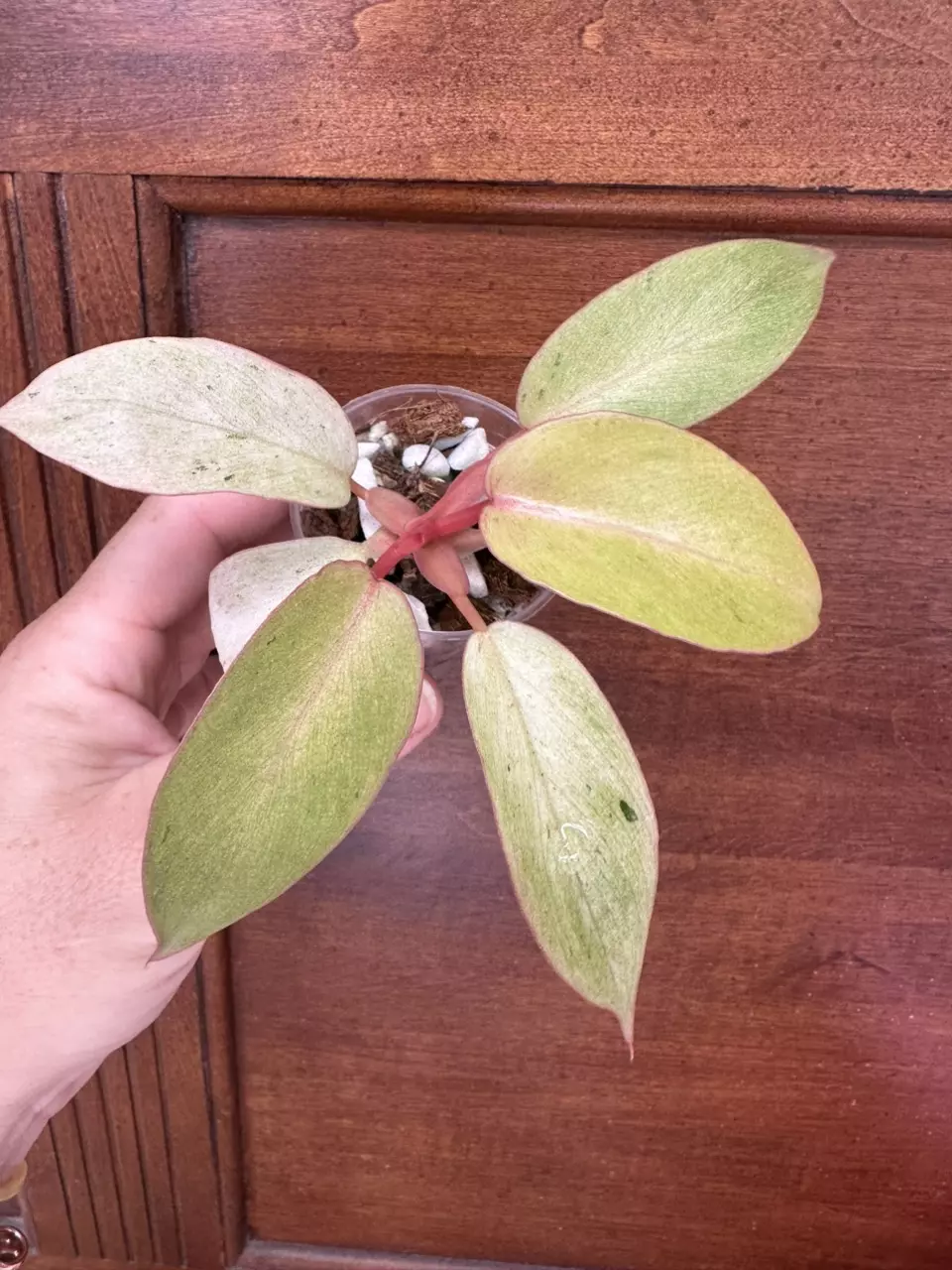 plant/Philodendron Snowdrift-0