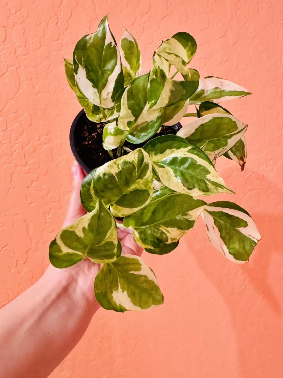 plant/Pearls & Jade Pothos-1