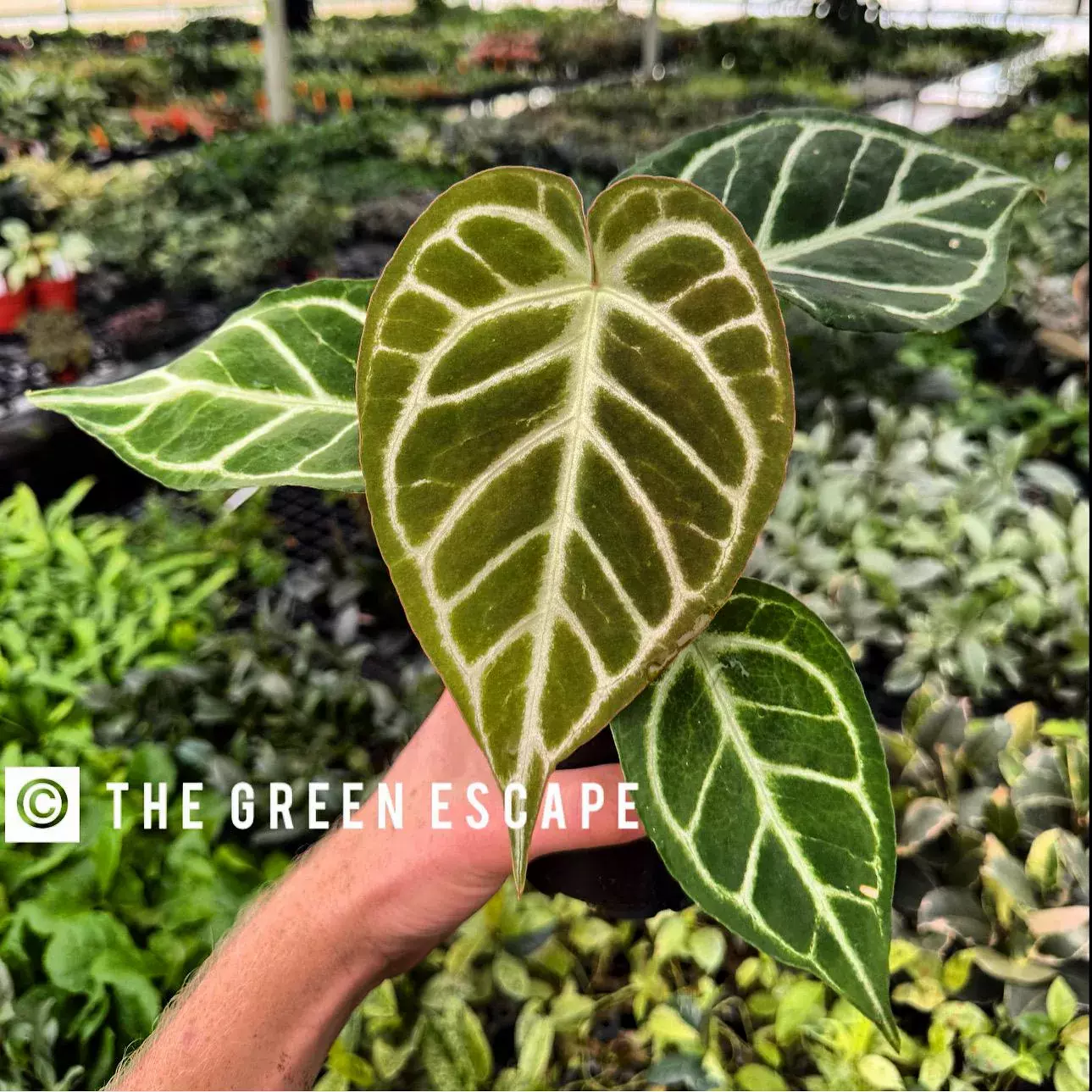 plant/Anthurium Crystallinum x Magnificum starter plant growers choice-4