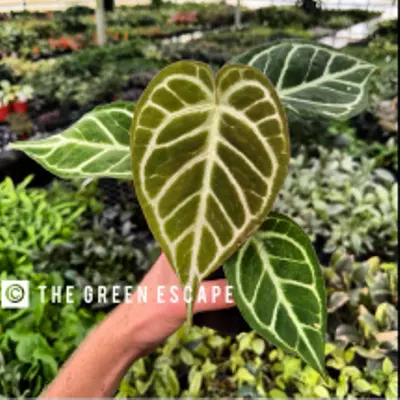 plant/Anthurium Crystallinum x Magnificum starter plant growers choice-4-thumbnail