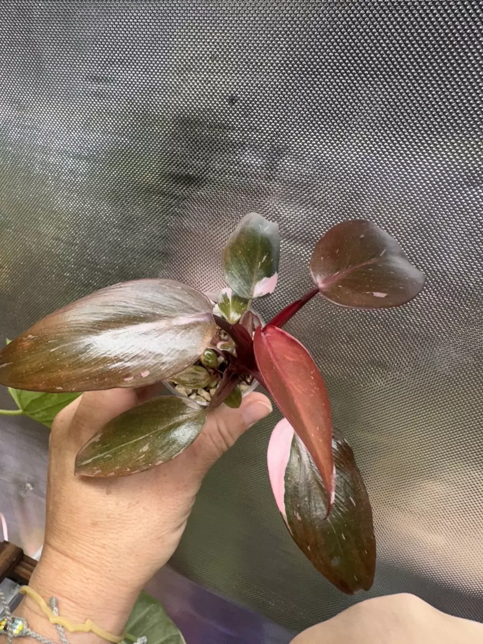 plant/Philodendron pink princess💕#0009-0
