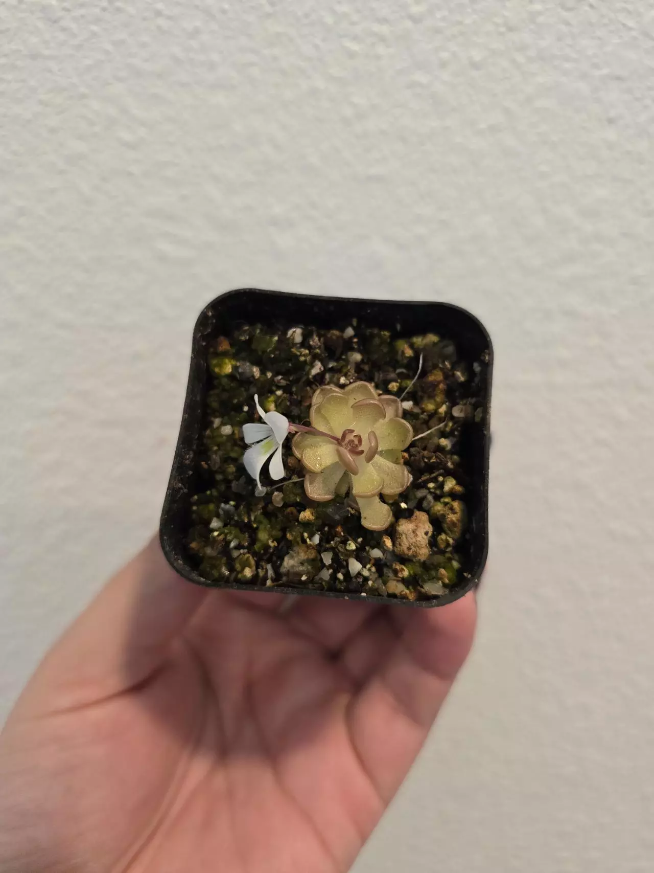 plant/Pinguicula Gracilis-0