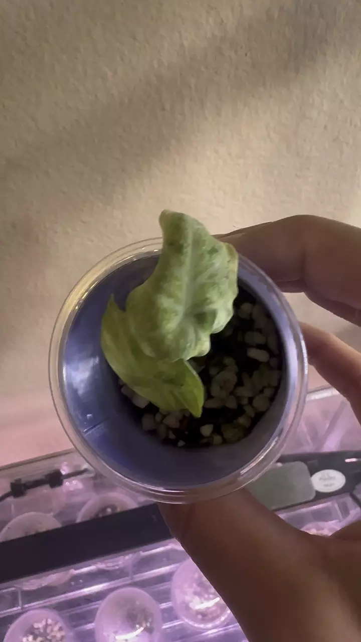 plant/Alocasia Ninja Splash Pup-0