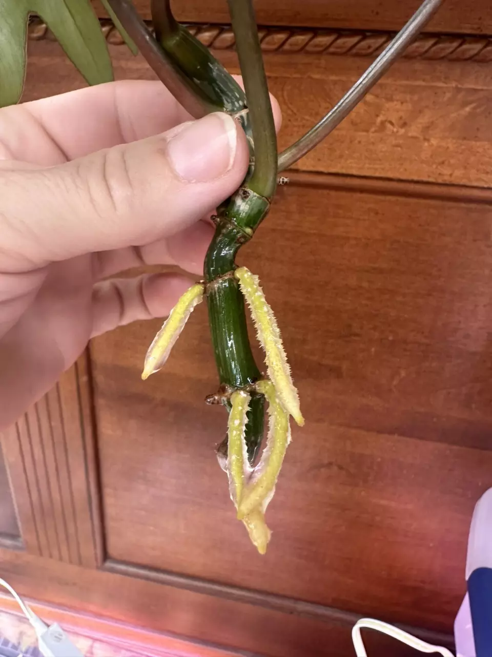 plant/Philodendron Mayoi. Rooted top cut.-3