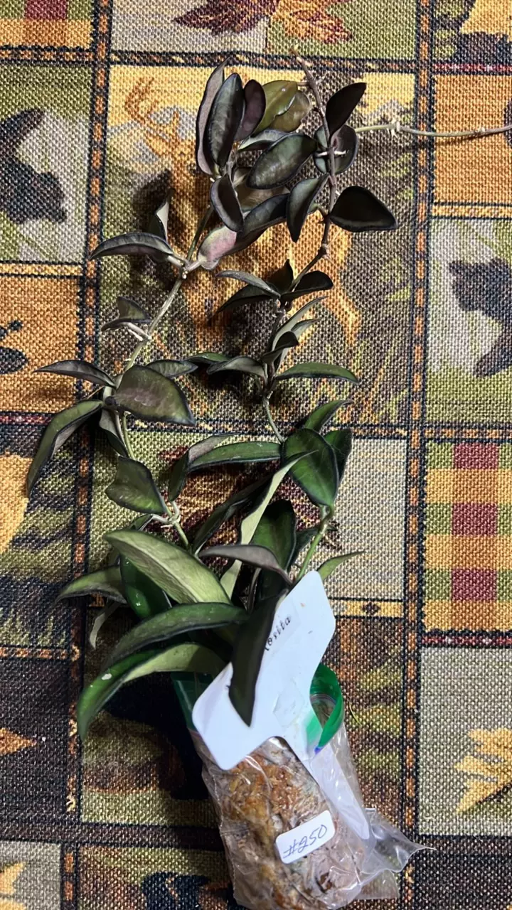 plant/#250 Rosita-0