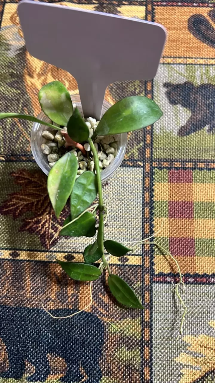 plant/#248 Lacunosa Agni (Reverted)-0