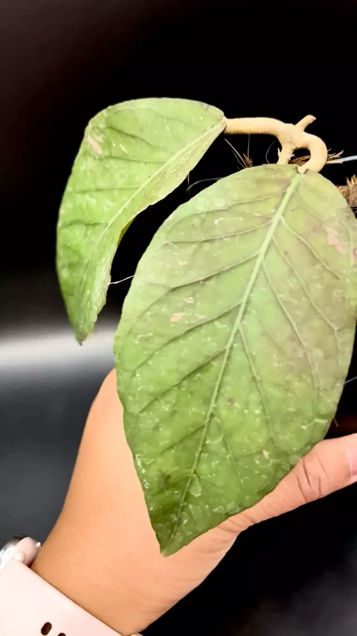 plant/🦄 Hoya Dragon Egg 🐉 #894-1