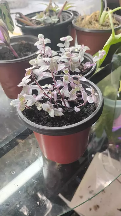 plant/Callisia repens Pink Panther-3-thumbnail