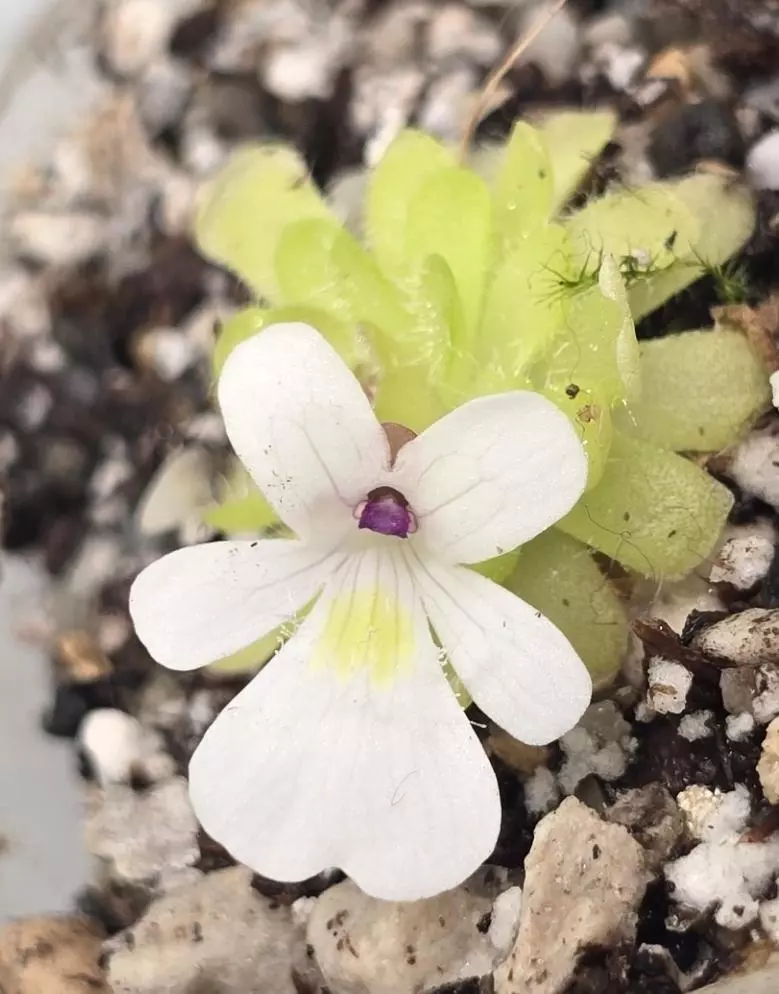 plant/Pinguicula Gracilis-2