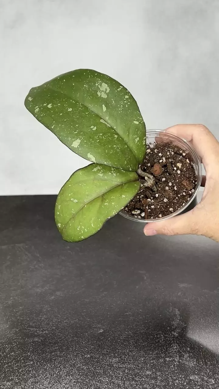 plant/Hoya AH Cereen-0