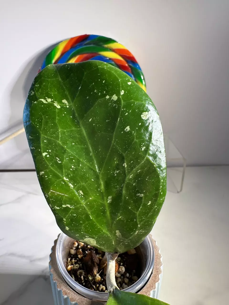plant/Hoya Michele-2