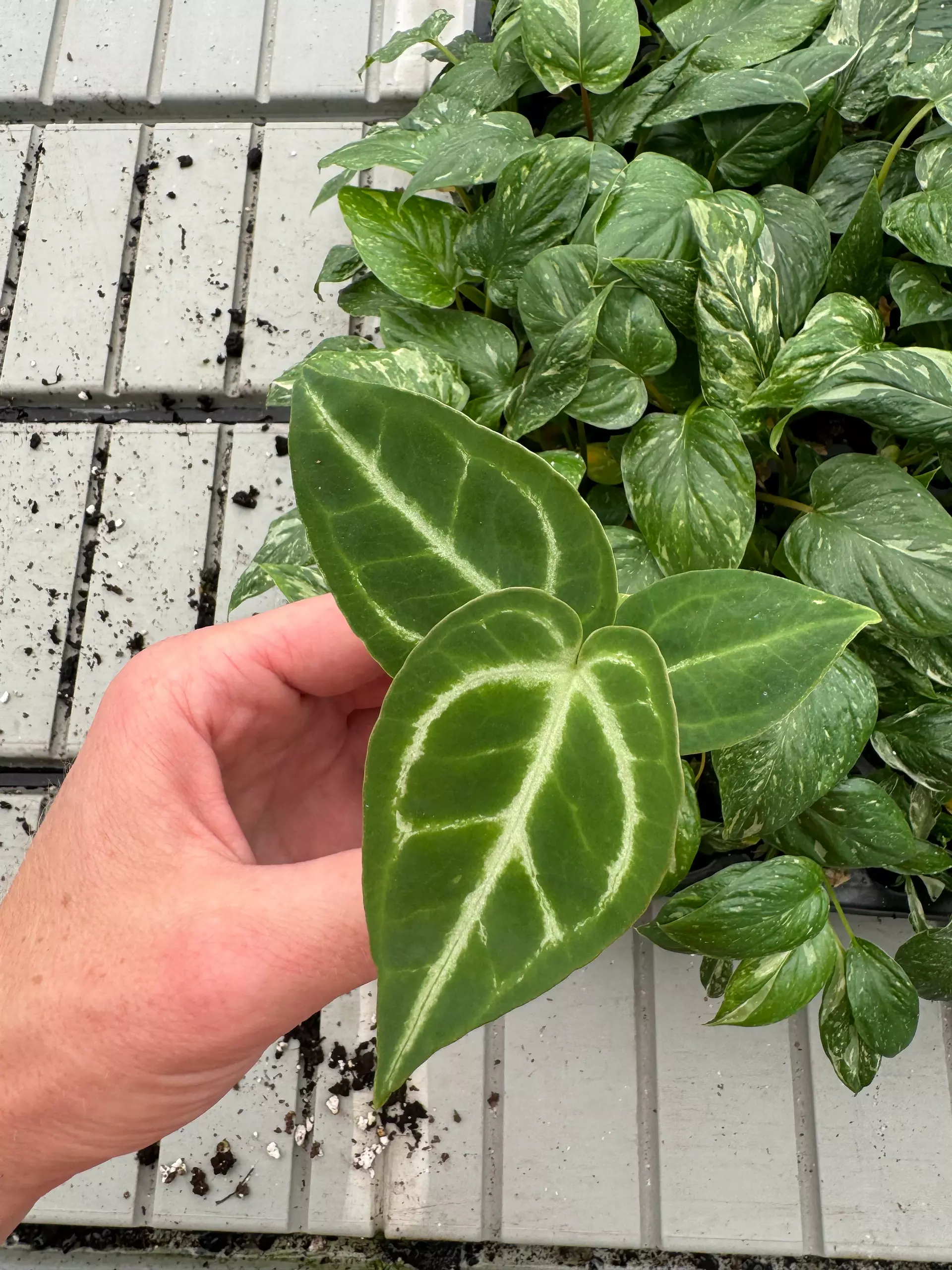 plant/Anthurium Crystallinum x Magnificum starter plant growers choice-0