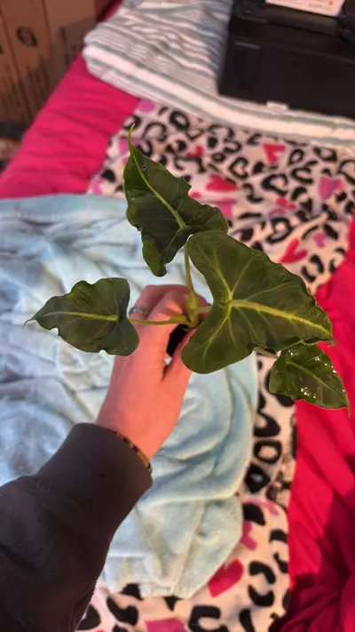 plant/Emerald tide/Tattoo alocasia-0-thumbnail