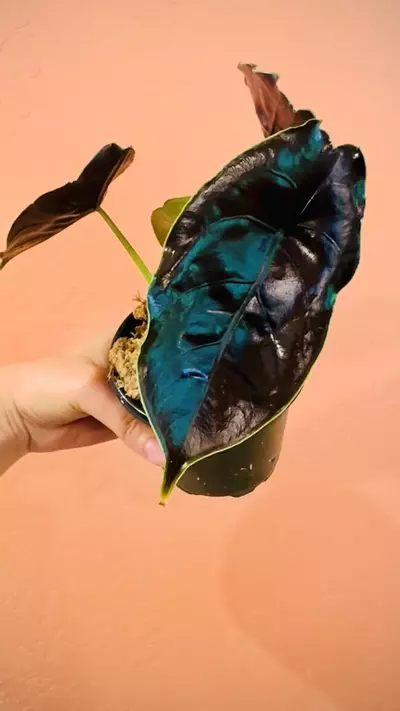 plant/Azlanii-0-thumbnail