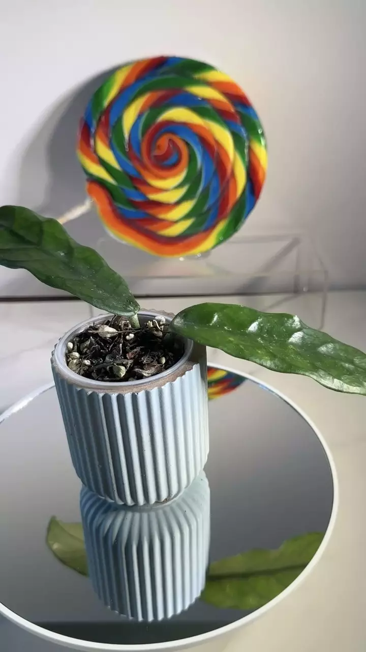 plant/Hoya Globulosa (Spoon Leaf)-0
