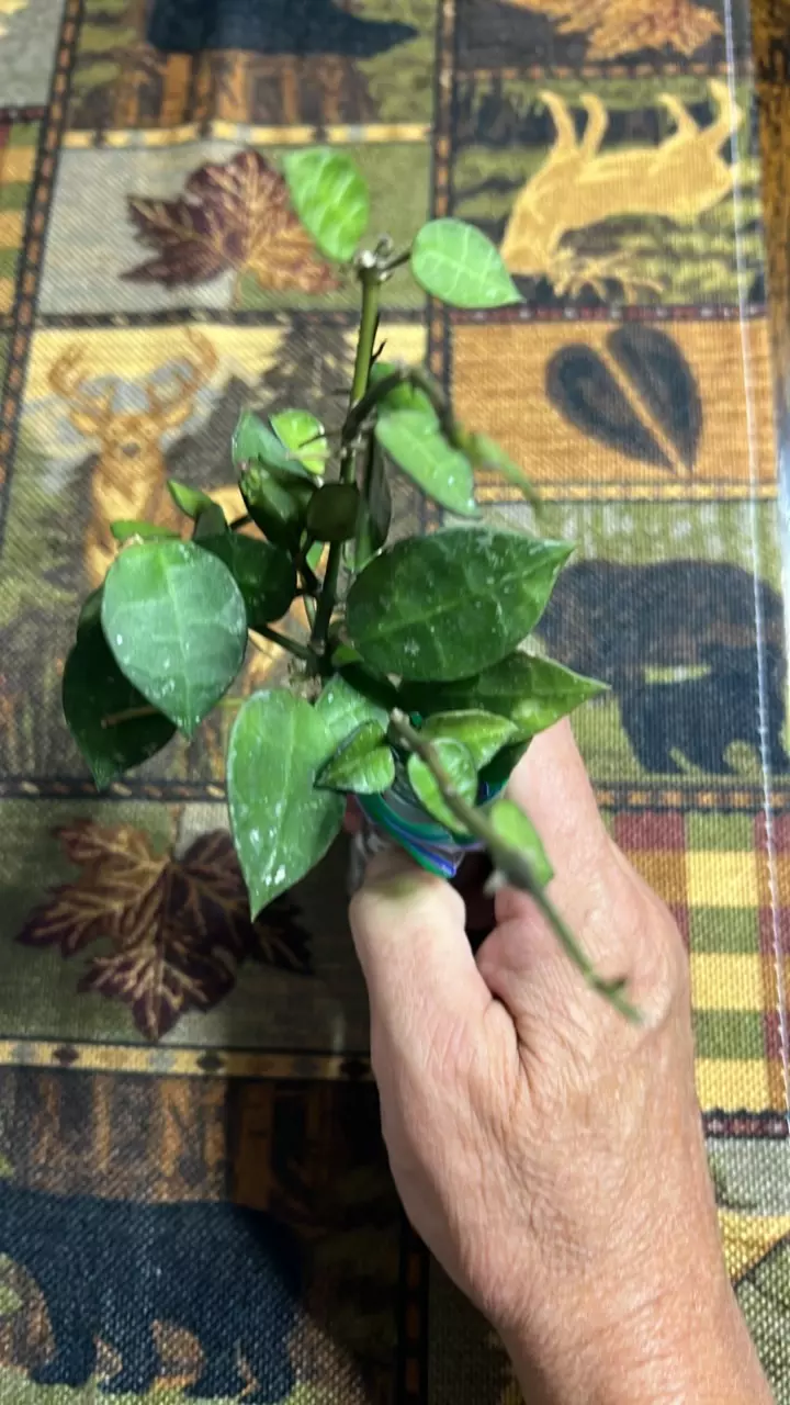plant/#242 Lacunisa My Little Runaway-0