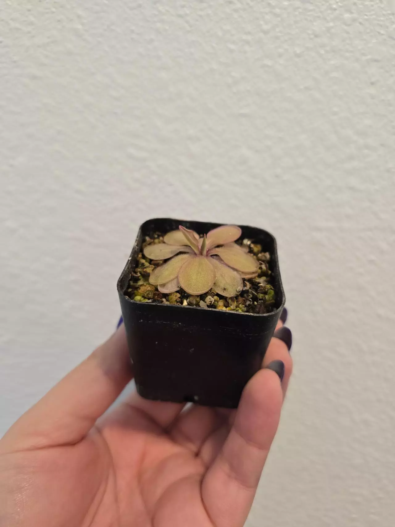 plant/Pinguicula Emarginata x Elizabethiae-1