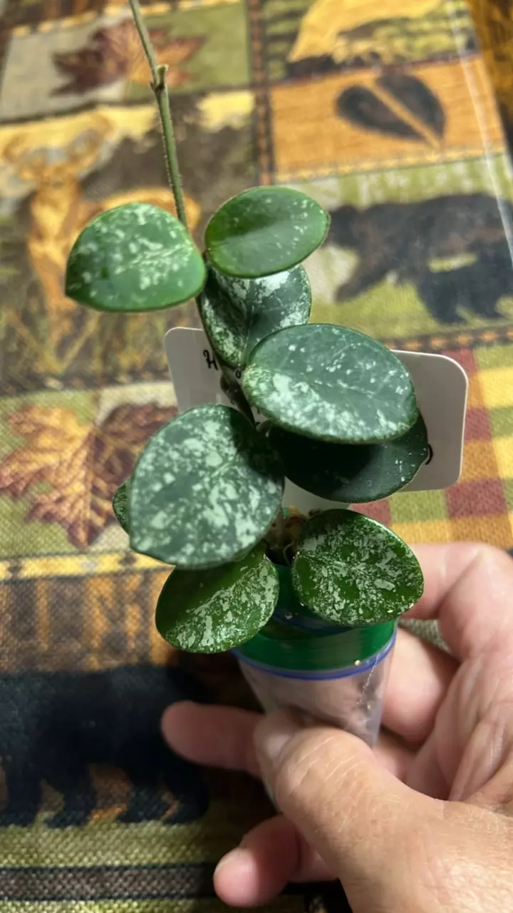 plant/#252 Mathilde Super Splash-0