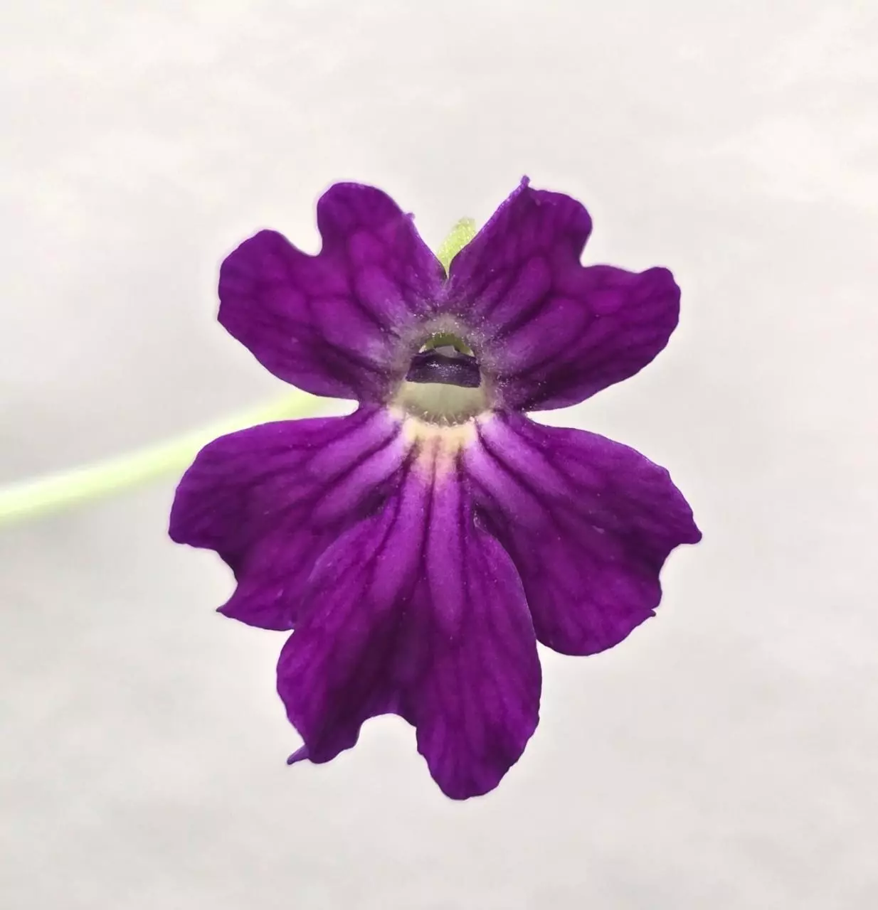 plant/Pinguicula Laueana x Emarginata-2