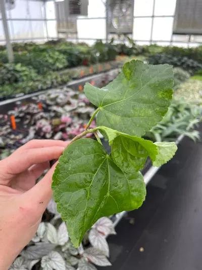 plant/Tahitian Spotted Sun Hibiscus starter plant growers choice-3-thumbnail