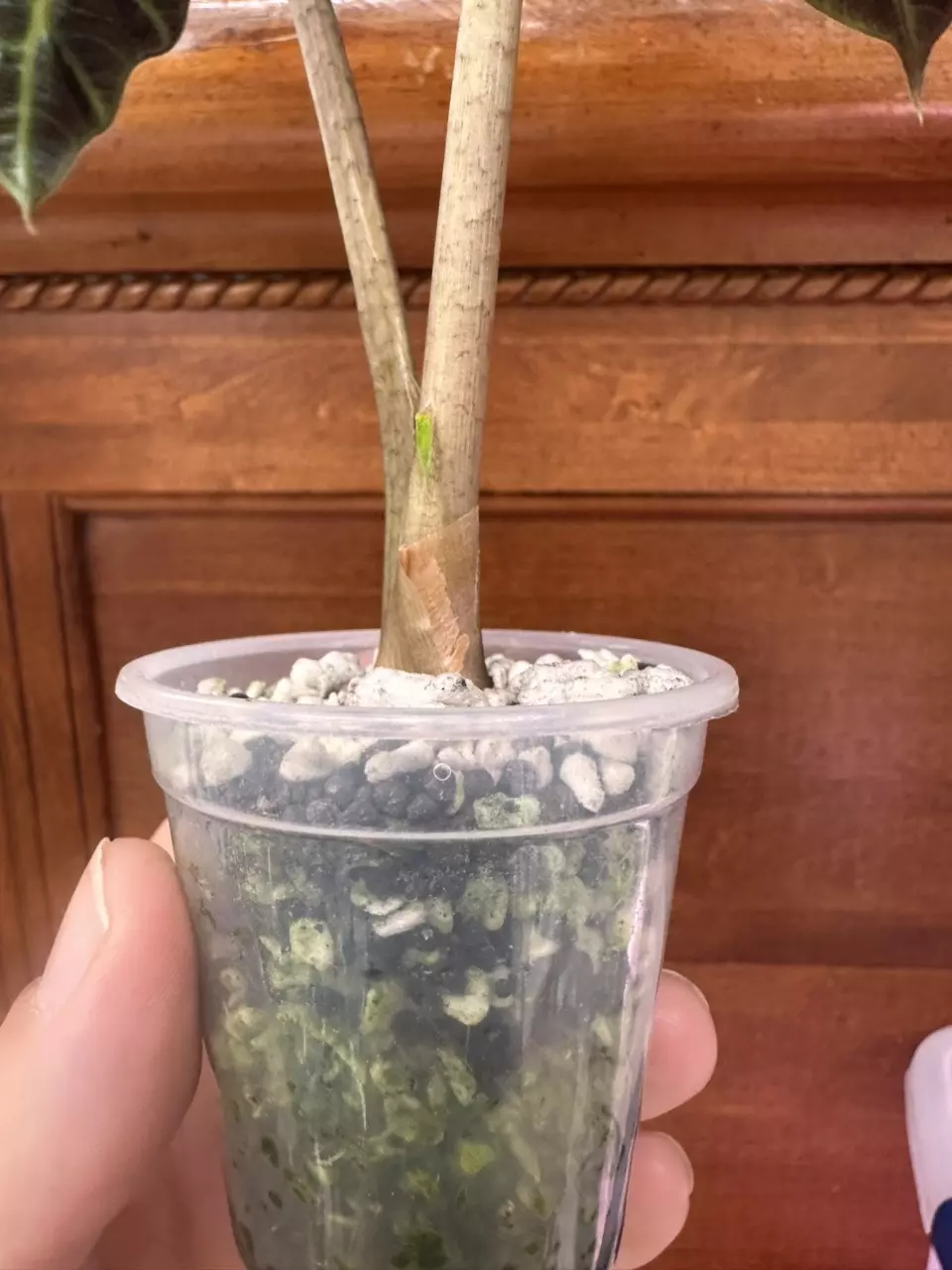 plant/Alocasia Polly 💕-2