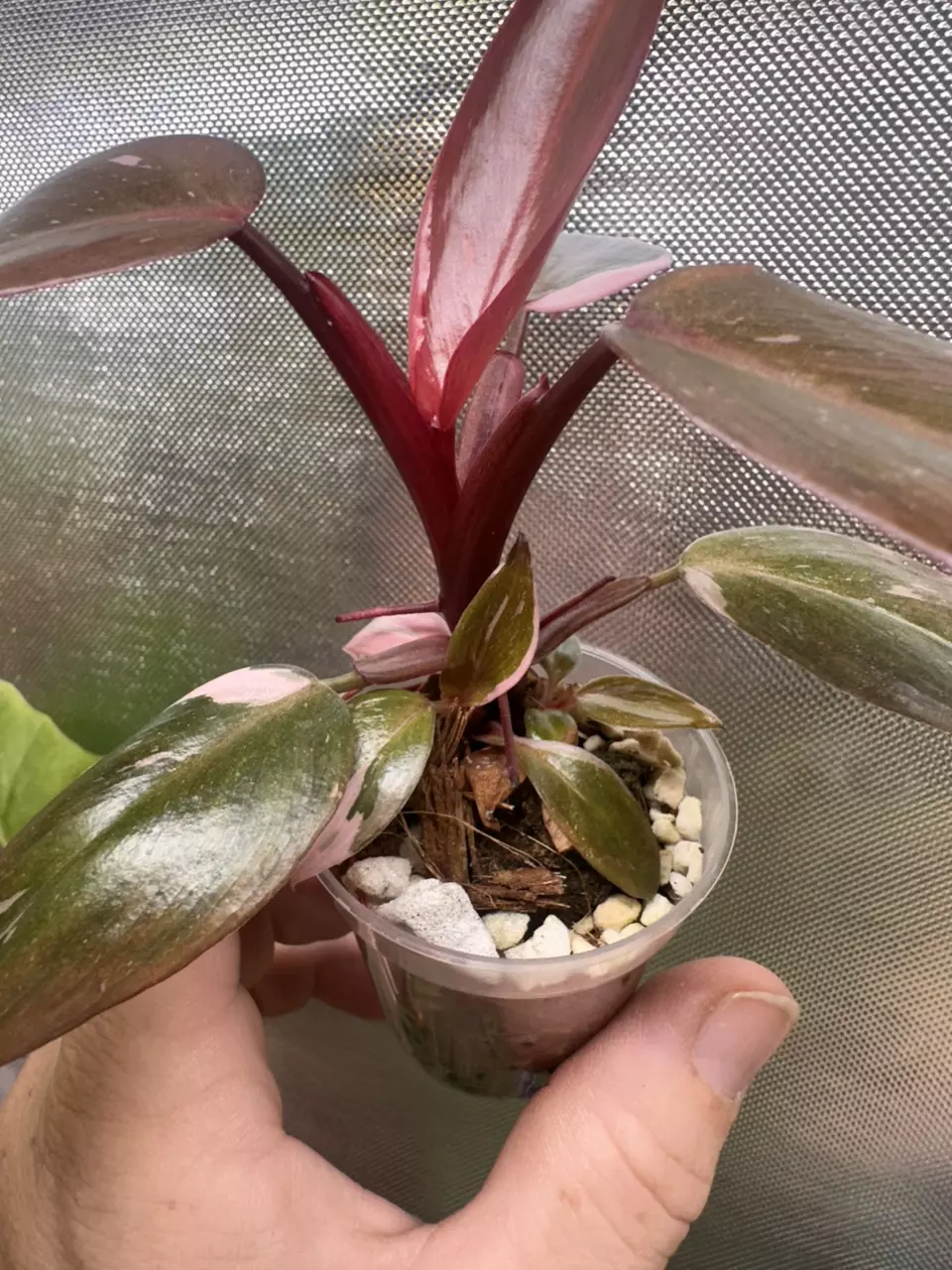 plant/Philodendron pink princess💕#0009-3