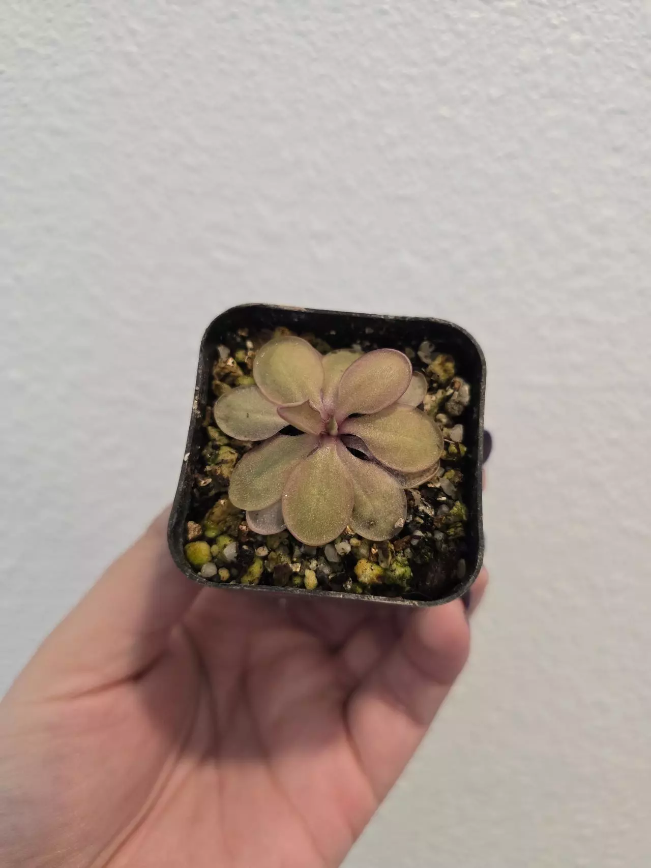 plant/Pinguicula Emarginata x Elizabethiae-0