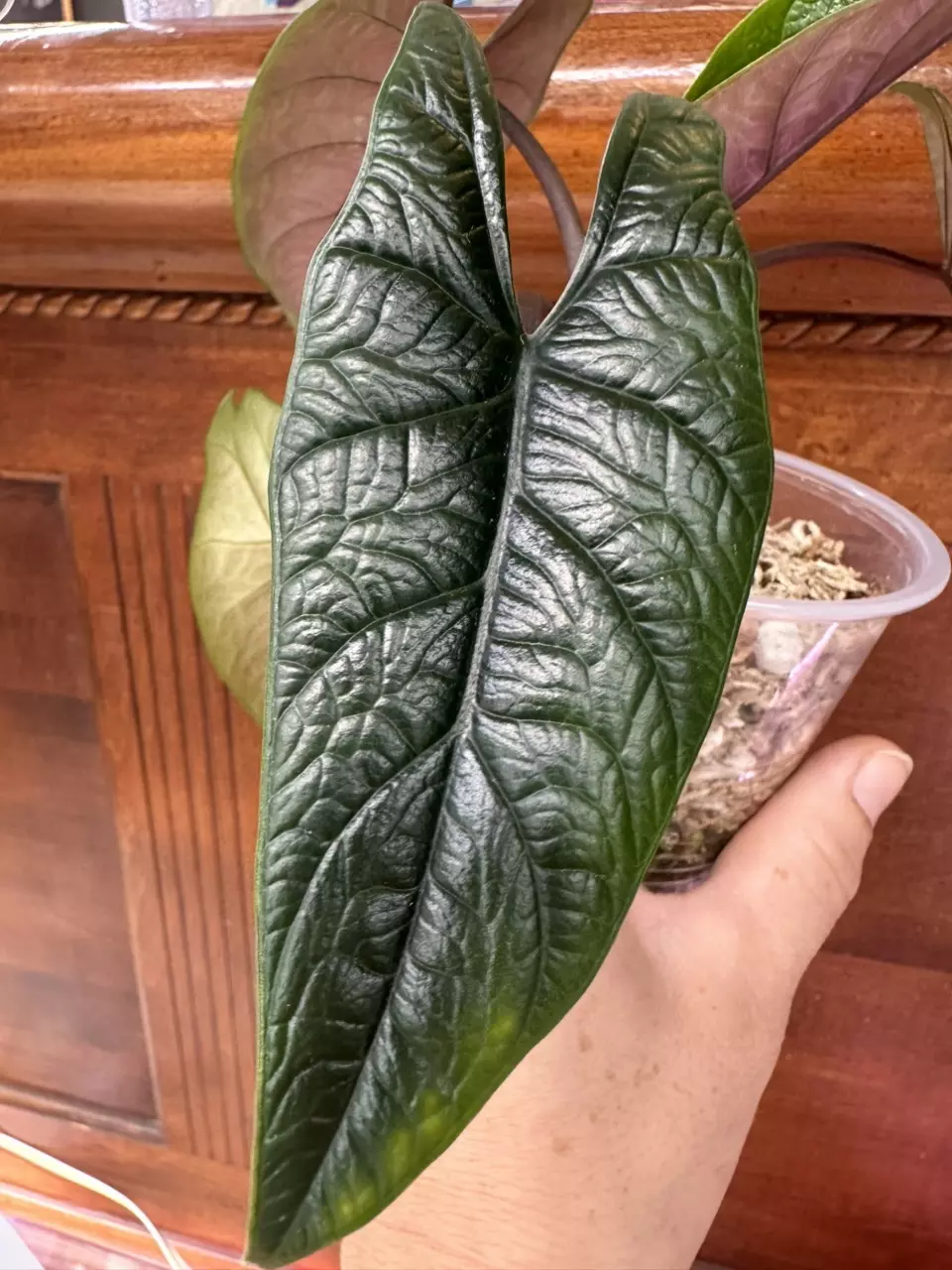 plant/Alocasia Scalprum-0