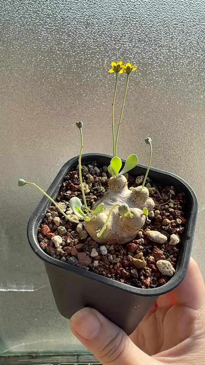 plant/Othonna Cacalioides Miniature Caudex Plant-0