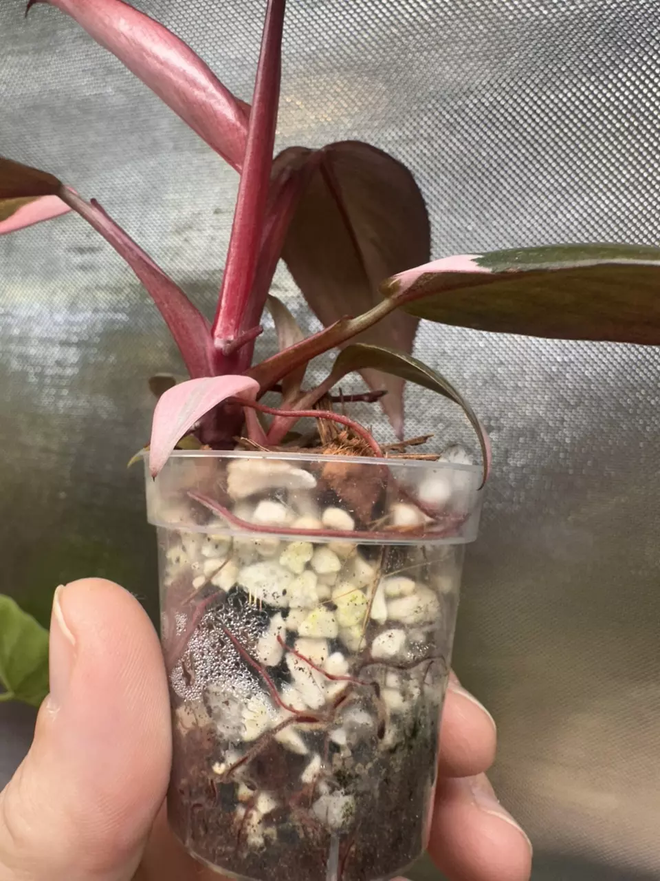plant/Philodendron pink princess💕#0009-1