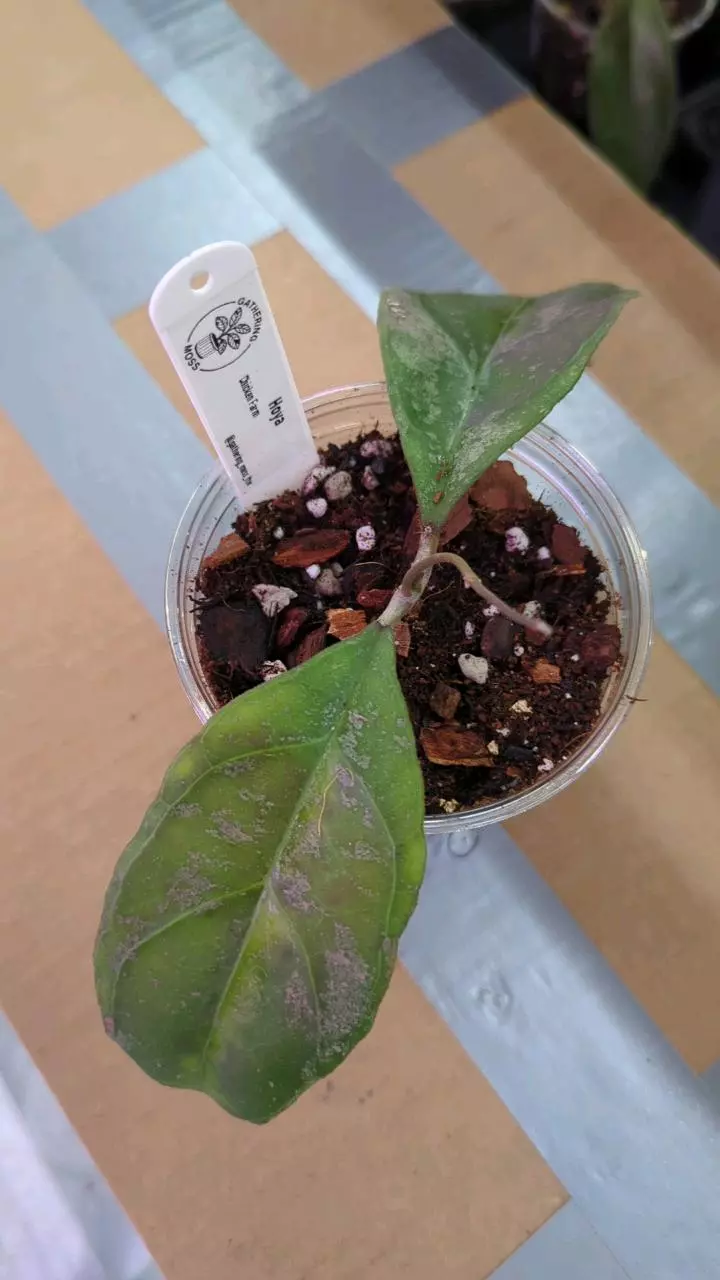 plant/Hoya chicken farm-0