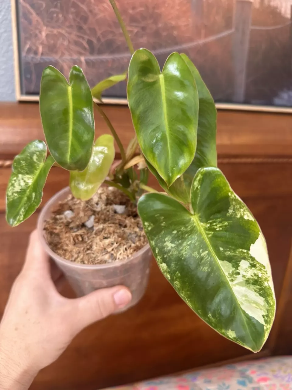 plant/Philodendron Burle Marx var?-0