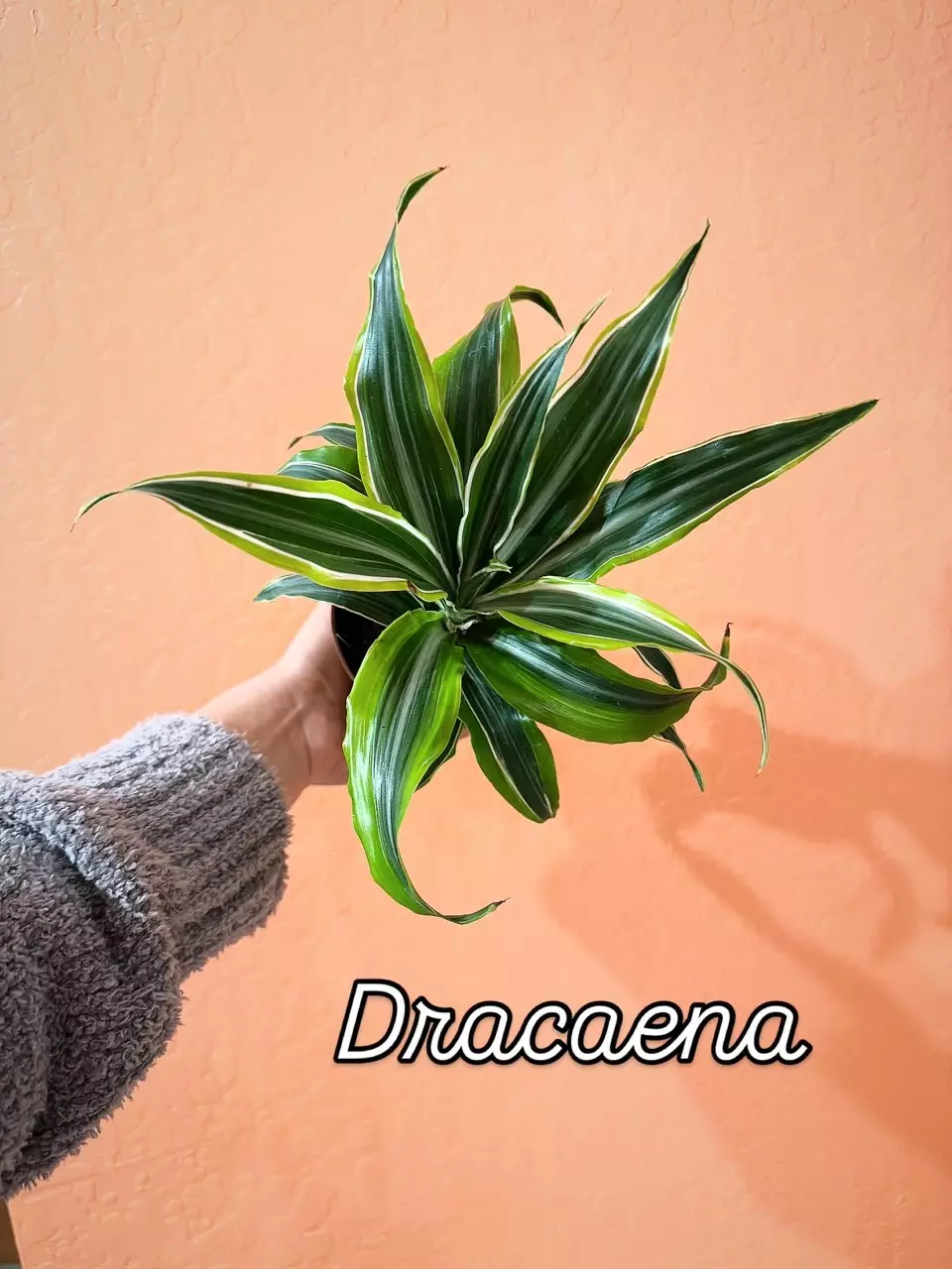 plant/Dracaena-1