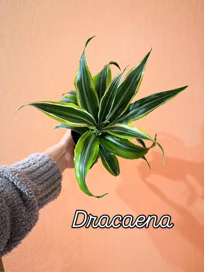 plant/Dracaena-1-thumbnail