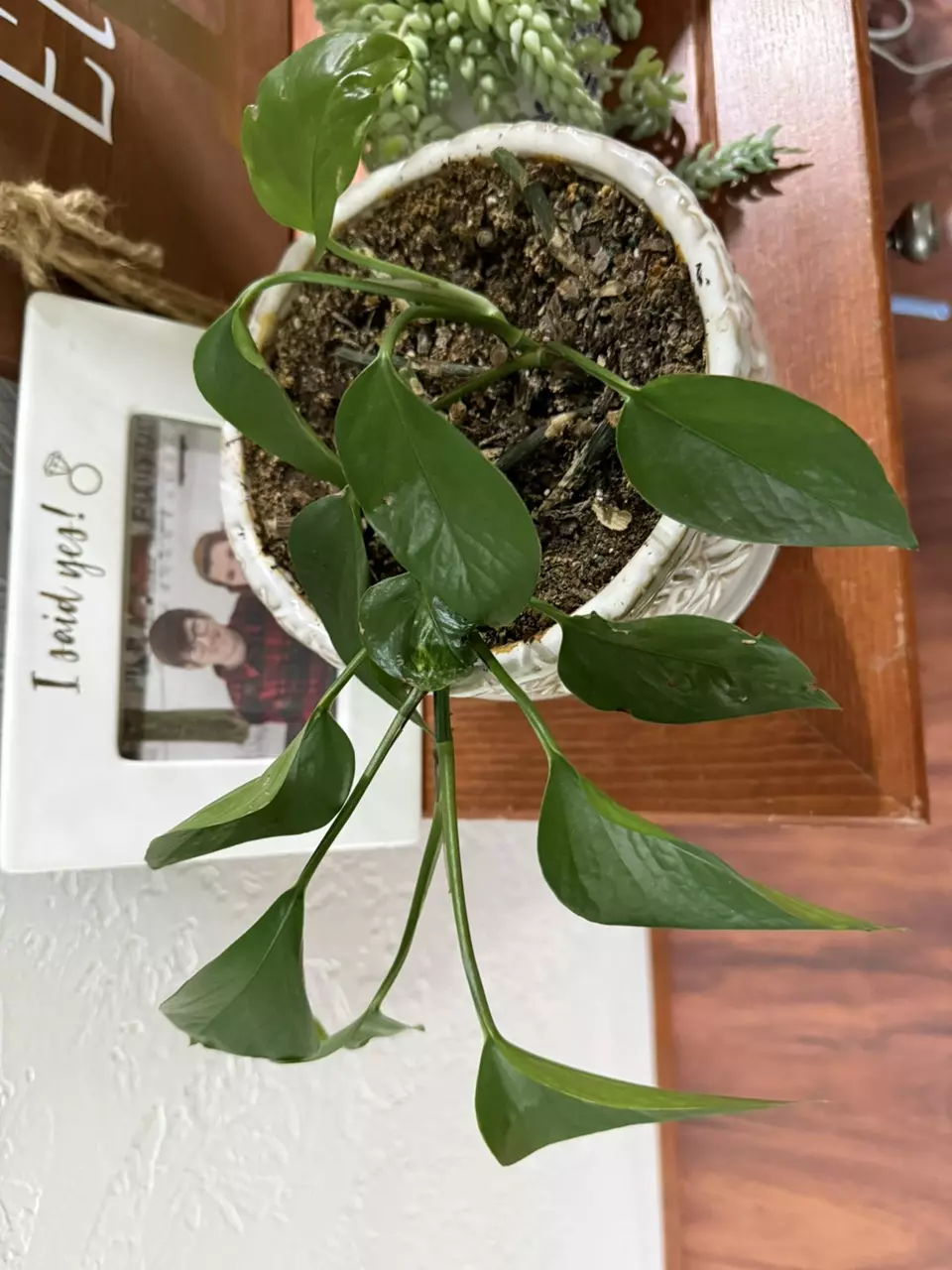 plant/8” holden pothos-0