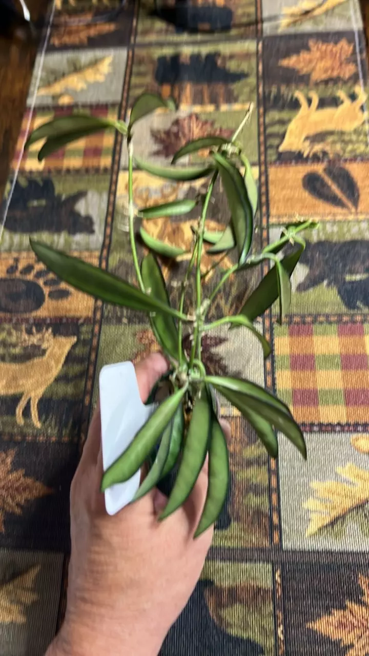 plant/#240 Wayetti-0