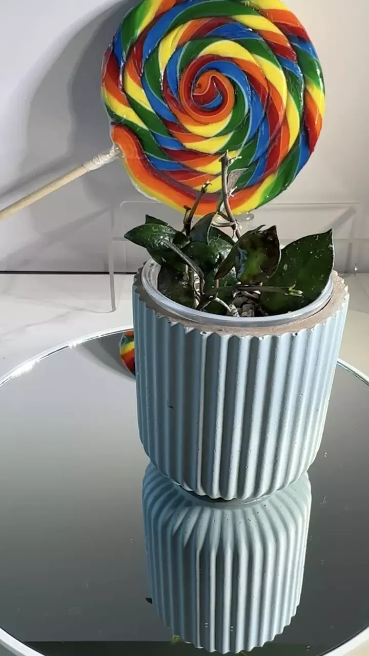 plant/Lacunosa Black Silver-0