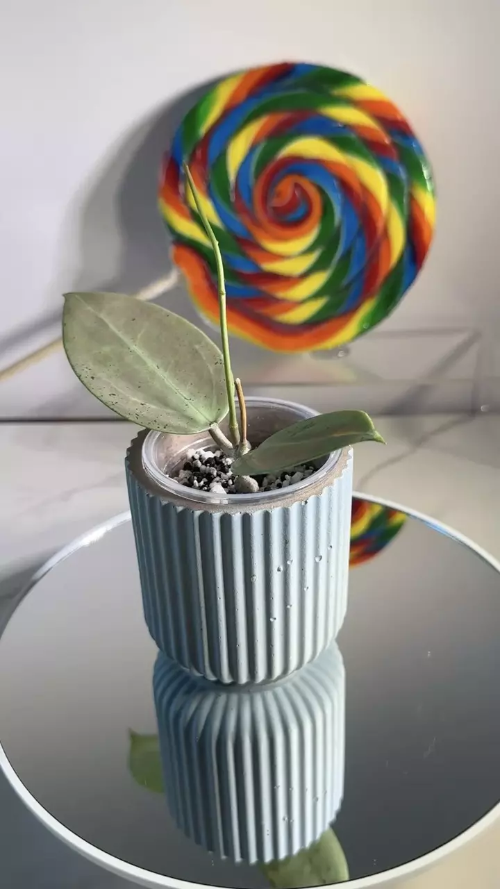 plant/Hoya verticillata (heartleaf) silver-0