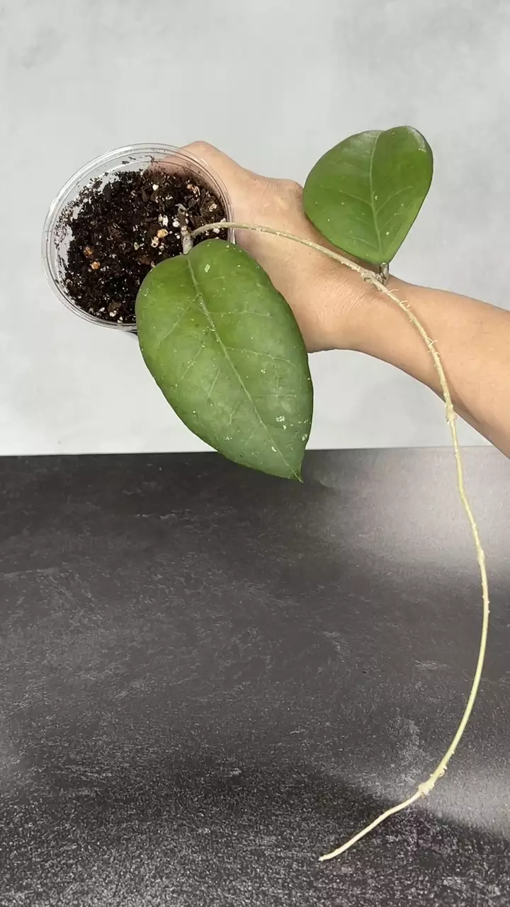 plant/Hoya EPC-1018 (fka pink tip corona)-0