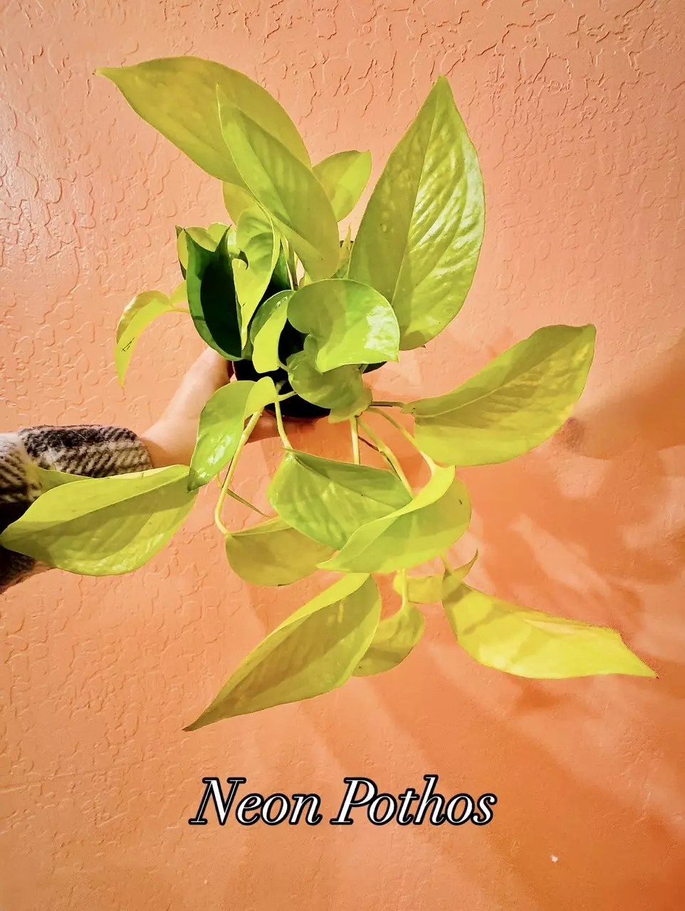 plant/Neon Pothos-1