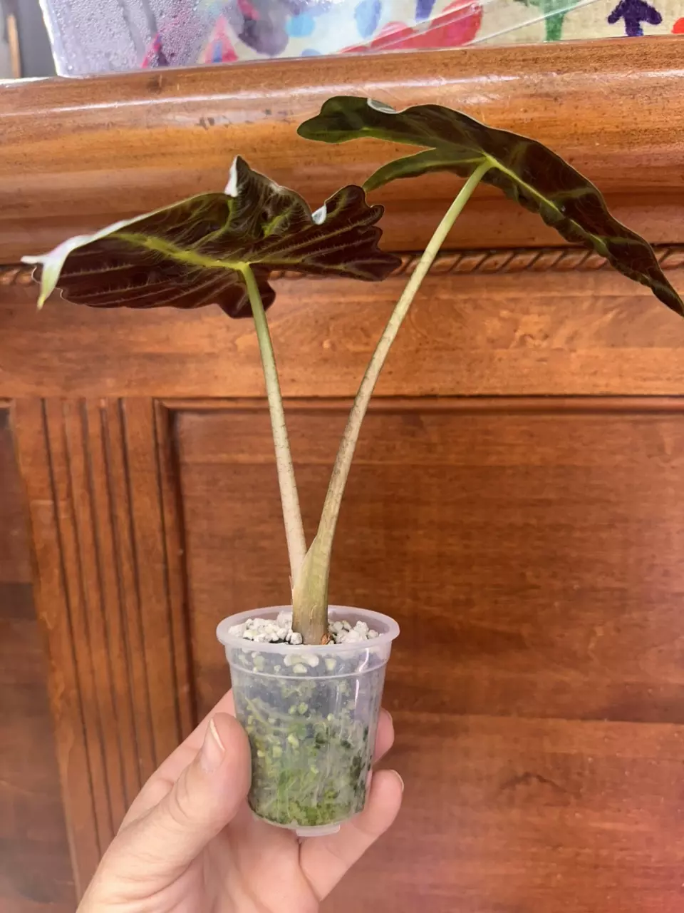 plant/Alocasia Polly 💕-1
