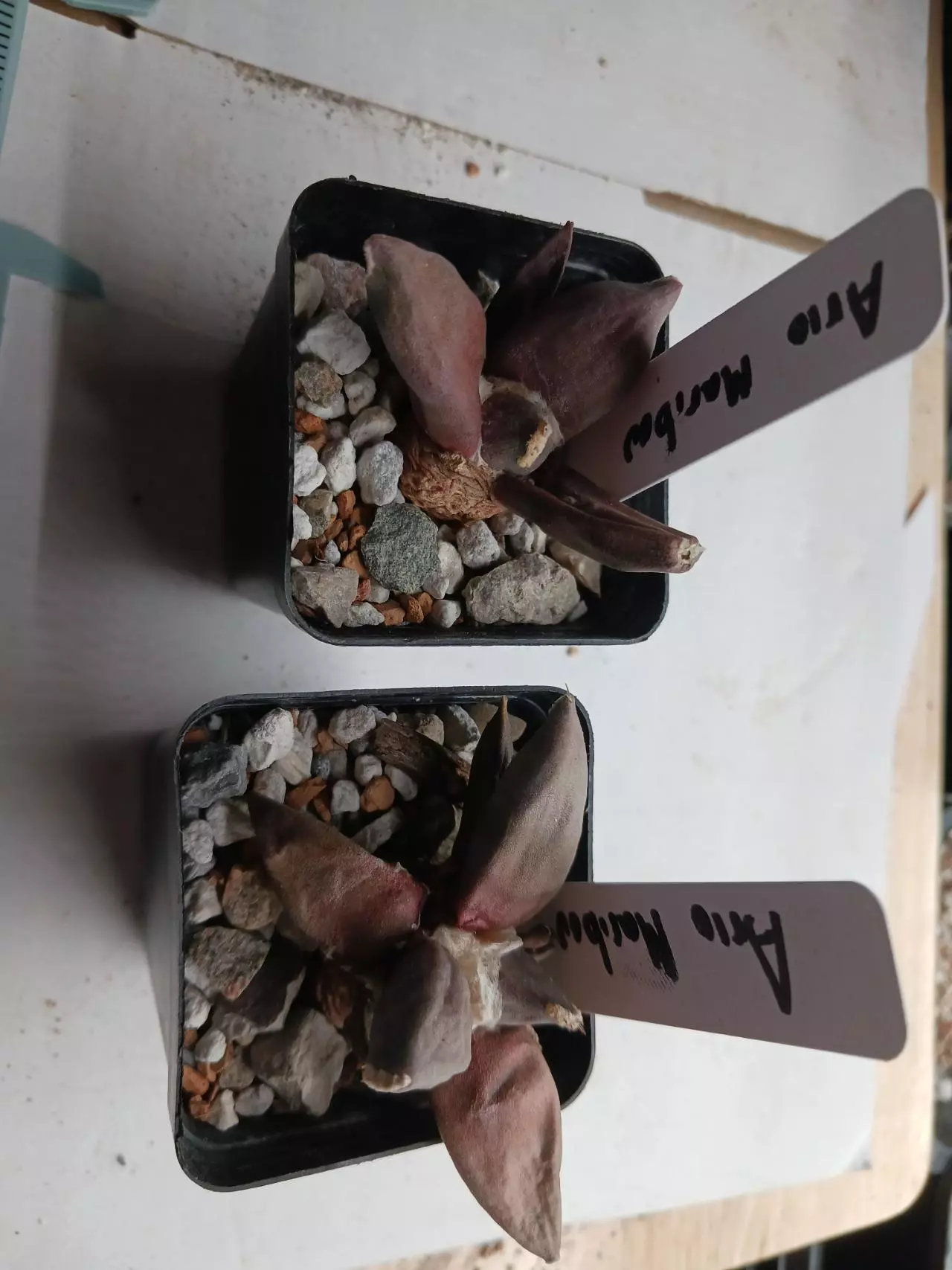 plant/Ariocarpus cv maribou-1