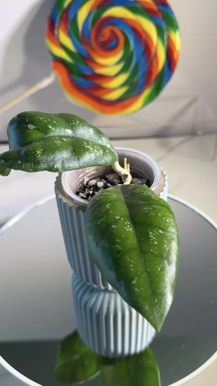 plant/Hoya sp. Kalsel-0