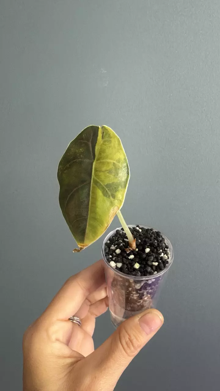 plant/Azlanii aurea Alocasia-0