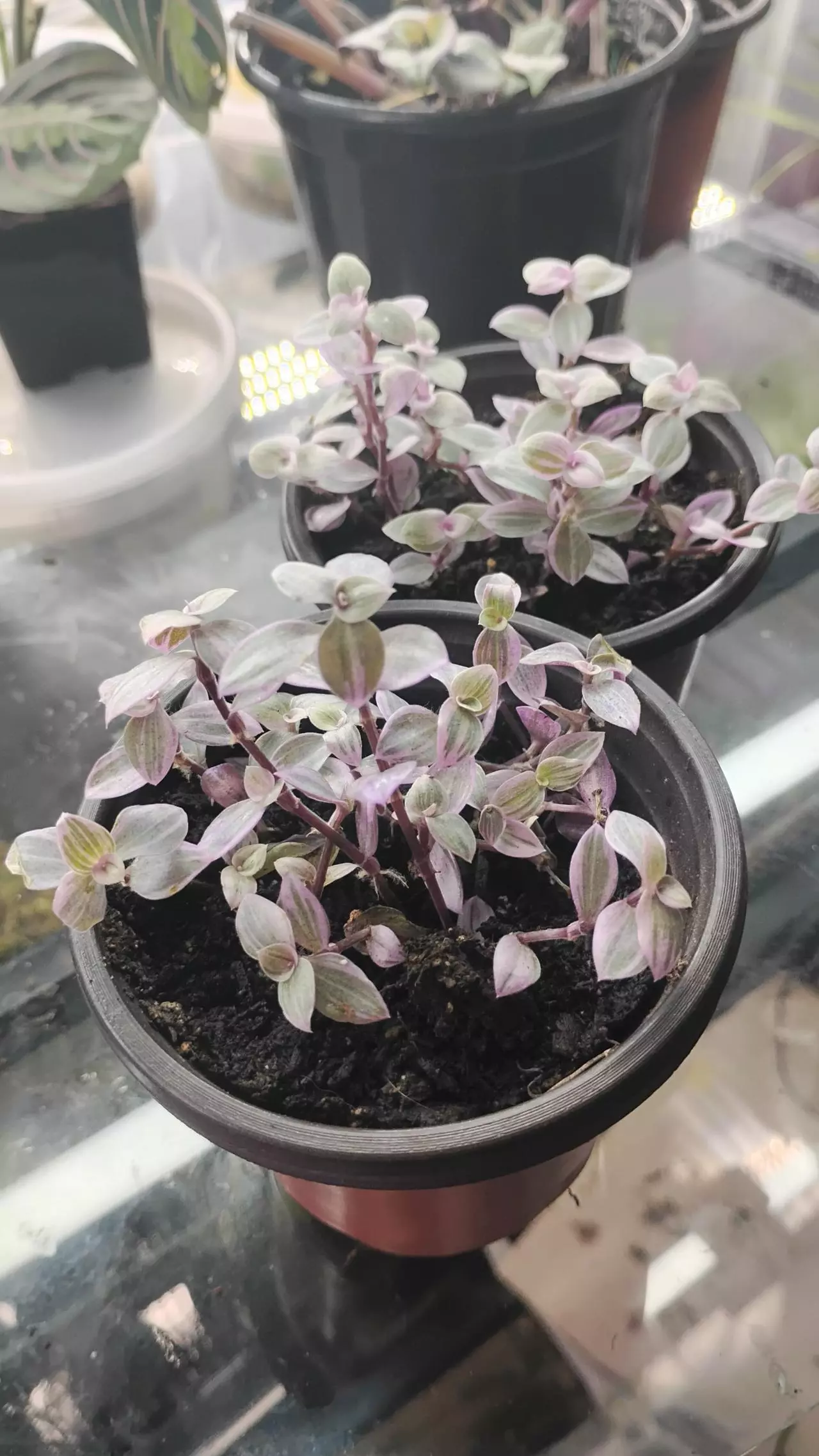 plant/Callisia repens Pink Panther-7