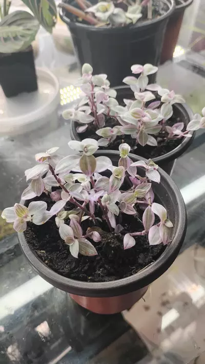 plant/Callisia repens Pink Panther-7-thumbnail