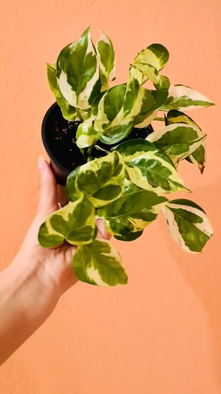 plant/Pearls & Jade Pothos-0