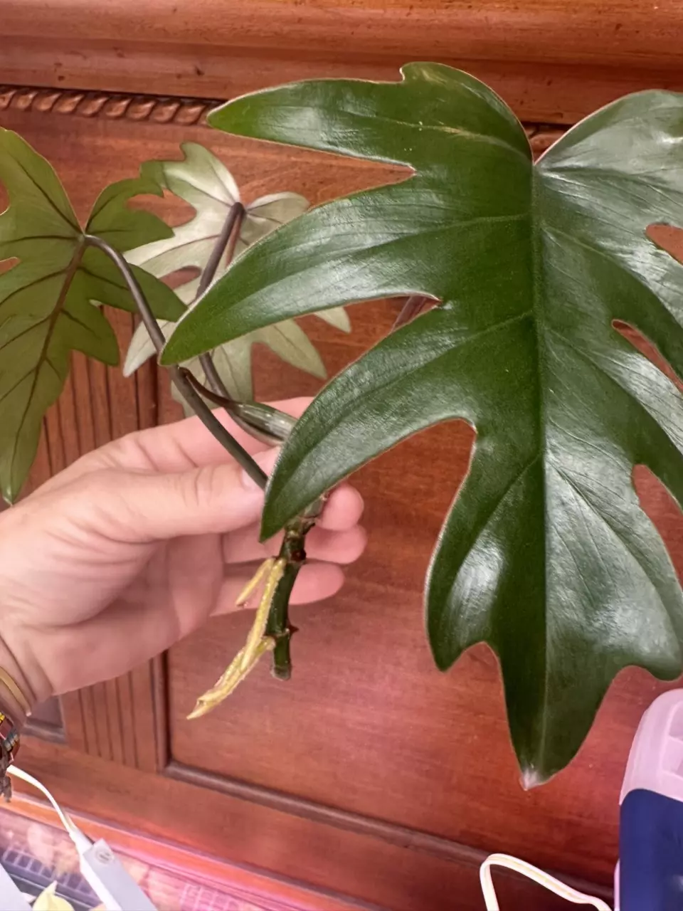 plant/Philodendron Mayoi. Rooted top cut.-0