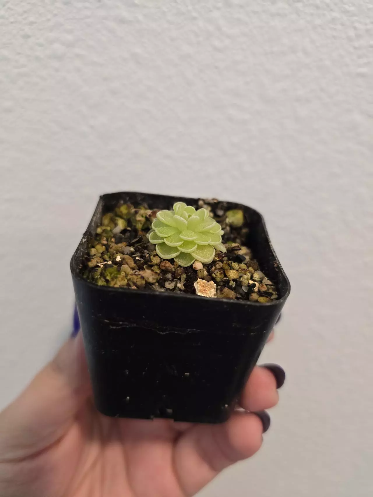 plant/Pinguicula Esseriana-1