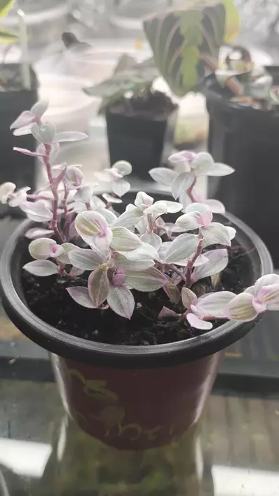 plant/Callisia repens Pink Panther-5-thumbnail